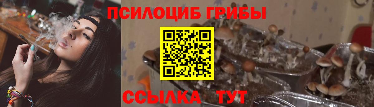 Псилоцибиновые грибы GOLDEN TEACHER Кингисепп